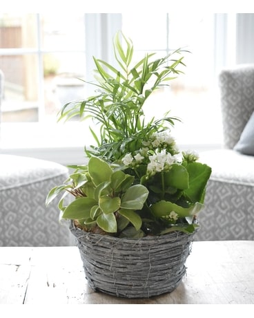 Grey Wash Tropical Wicker Plant
