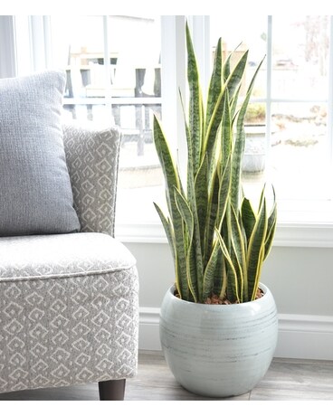 Giant Blue Mist Sansevieria Flower Arrangement