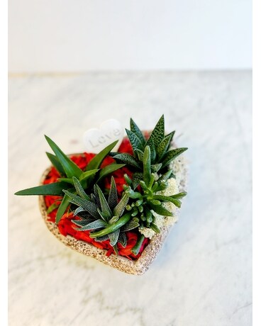 Valentine's Heart Succulent Planter Plant