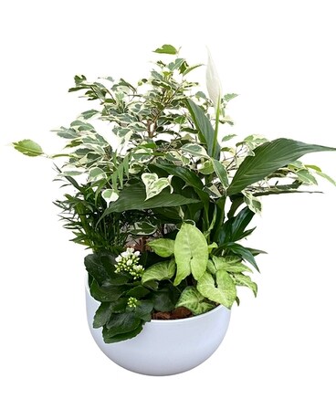 White XL Tropical Sympathy Plant