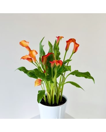 Potted Cala Lily Plant