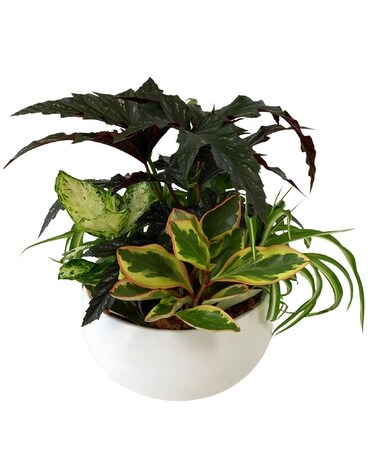 XL Silver Mist Tropical Bowl Flower Arrangement