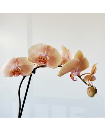 Elegant Peach Phalaenopsis Orchid Plant