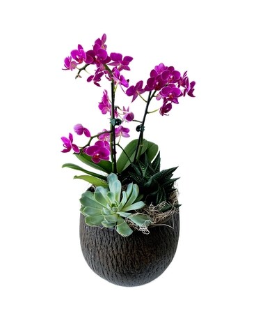 Orchid & Succulent Planter Plant