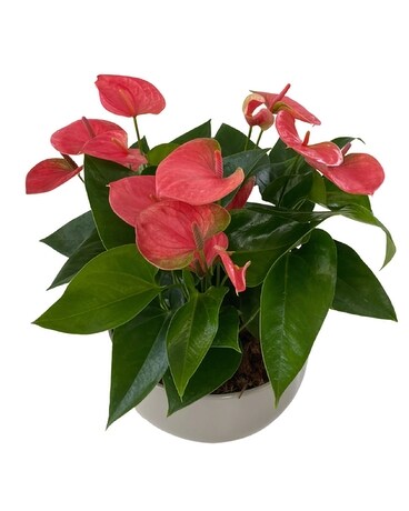 XL Pink Anthurium Bowl Plant