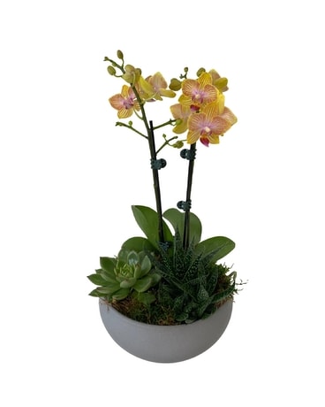 Delicate Orchid & Succulent Planter Plant