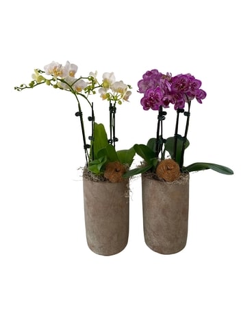 Fall Terra Orchid Tall Vase Plant
