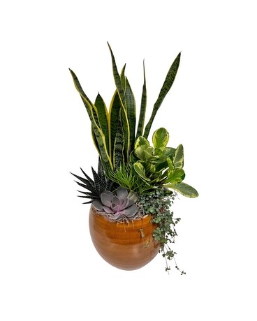 Cresta Tuscan Succulent Planter Plant