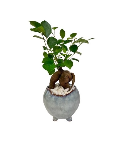 Ginseng Bonsai Planter Plant