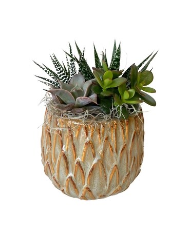 Jie Raised Succulent Planter Plant