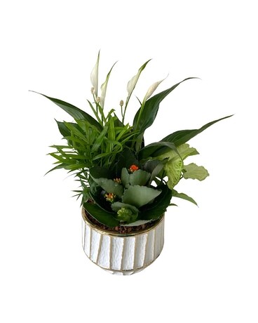 White Gold Stripe Tropical Planter Flower Arrangement