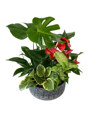 XL Monstera Niek Plant