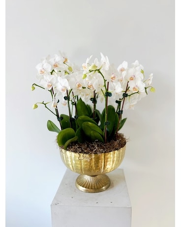 Golden Orchid Compote Plant