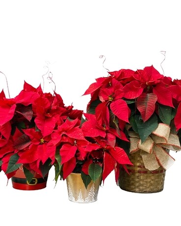 Red Poinsettia Plant