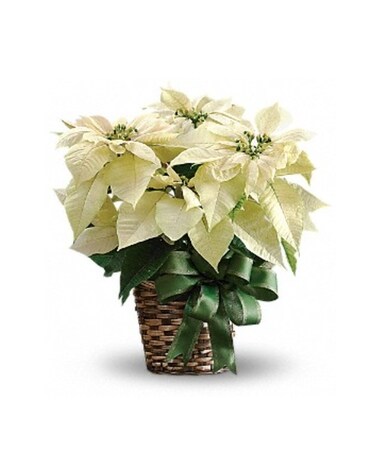 White Poinsettia Plant
