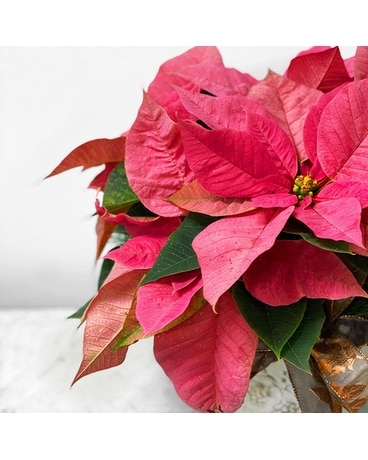 Pink Poinsettia Plant