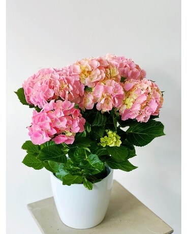 Potted Hydrangea Plant