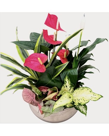 White Wash XL Anthurium Plant