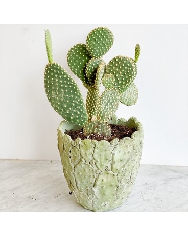 Cactus Plant