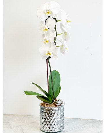 Cascade Orchid in Mercury Pot Plant