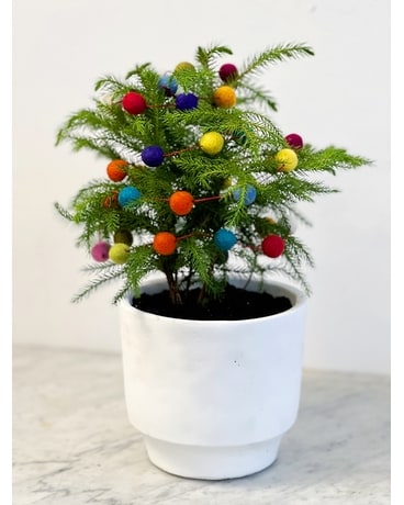Sugar Plum Pine Plant
