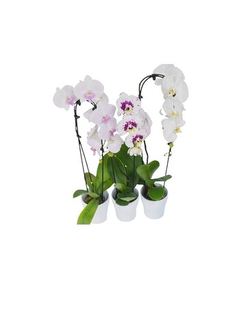 Cascading Orchid Plant