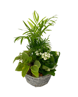 Grey Wash Tropical Wicker Plant