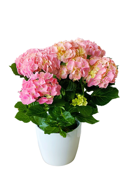 Potted Hydrangea Plant