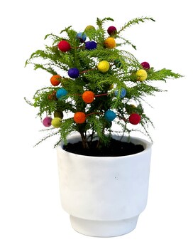 Sugar Plum Pine Plant