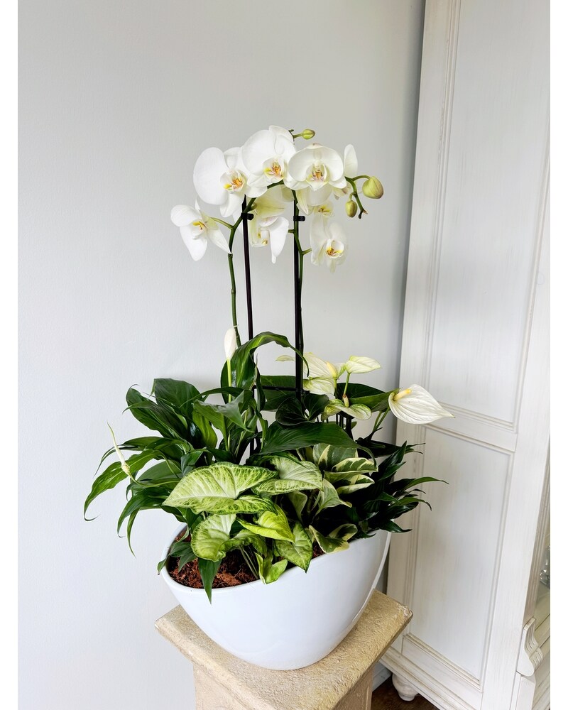 Sympathy Plants Delivery Ajax ON - Adrienne's Flowers And Gifts