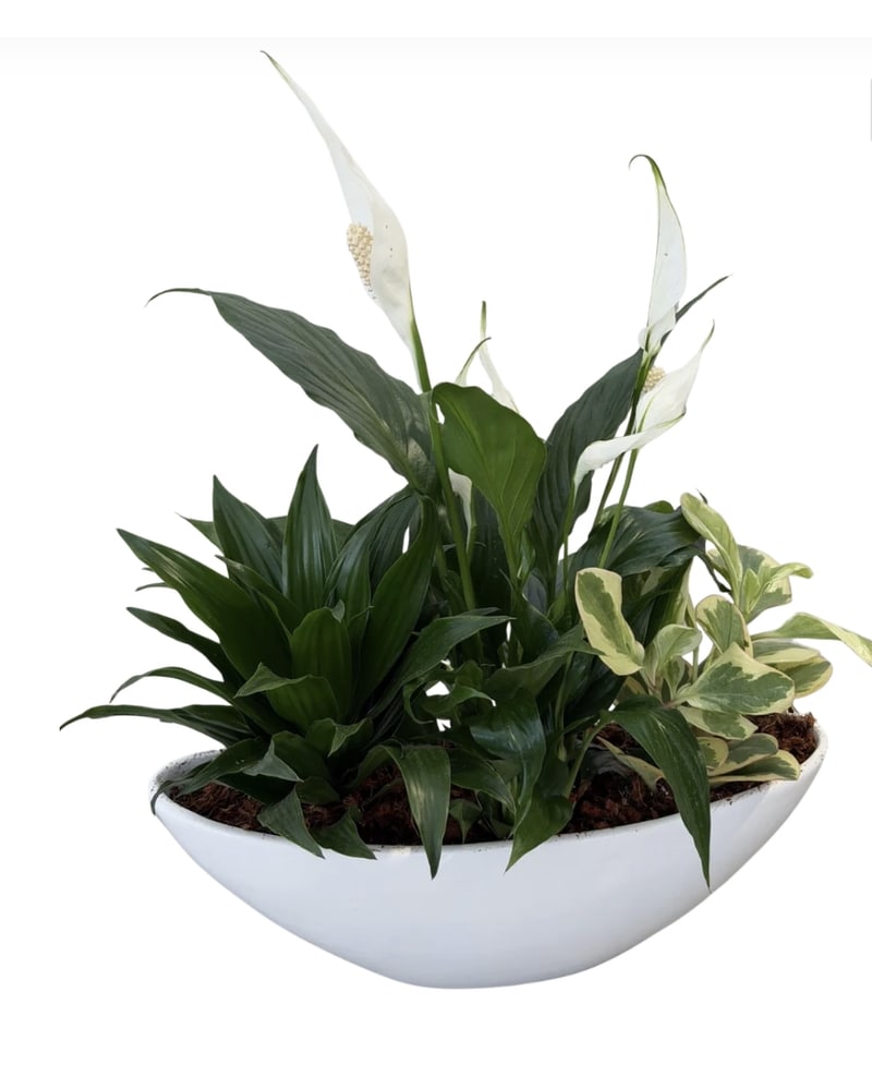 Sympathy Plants Delivery Ajax ON - Adrienne's Flowers And Gifts