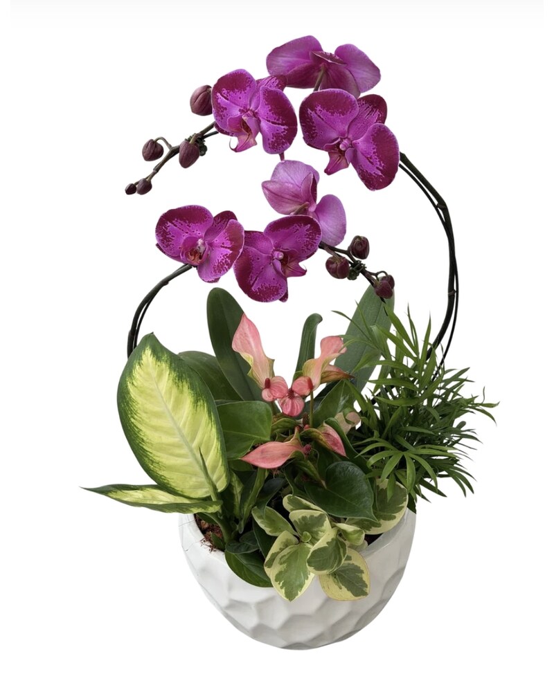 Sympathy Plants Delivery Ajax ON - Adrienne's Flowers And Gifts