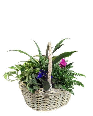 Flourishing Garden Plant