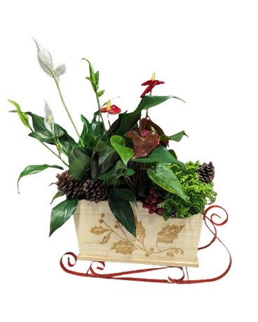 Joyful Sleigh Plant