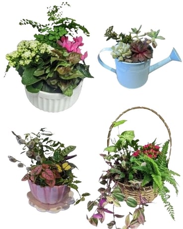 Designer's Choice Planted Container Plant