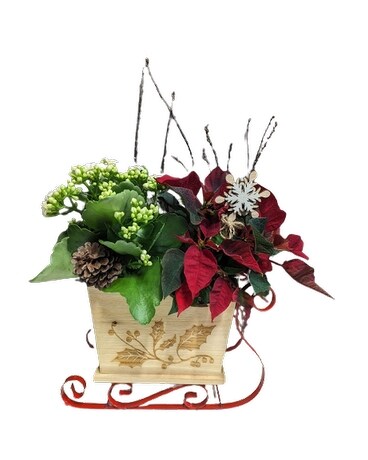 Petite Sleigh Plant