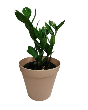 Standard size, 16 inches height and 7 inches wide.