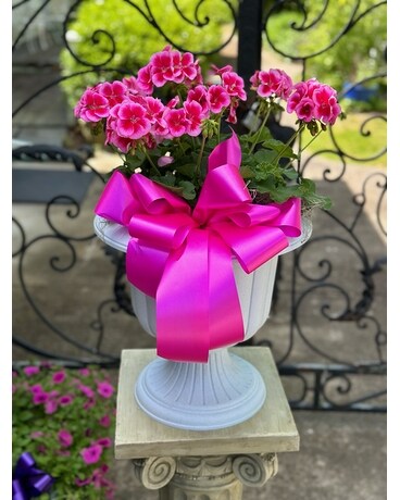 Pink Geranium Patio Pot Plant