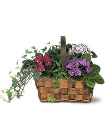 Mixed African Violet Basket Flower Arrangement