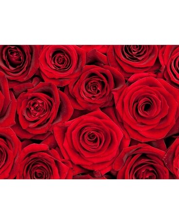 Dozen Roses - Red Flower Arrangement