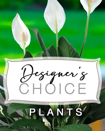 Compton's Designers' Choice - Plants Plant