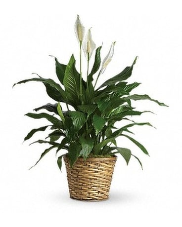 Simply Elegant Spathiphyllum - Medium Flower Arrangement