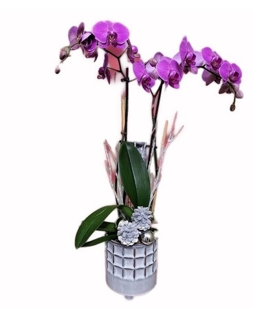 Festive Elegant Orchid Plant