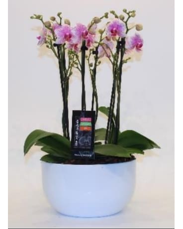 Orchid Planter Custom product