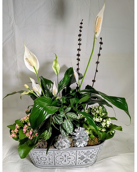 harry potter herbology plants Harry Potter : Herbology Magic: Botanical Projects, Terrariums, and Gardens Inspired by the Wizarding World main image 0
