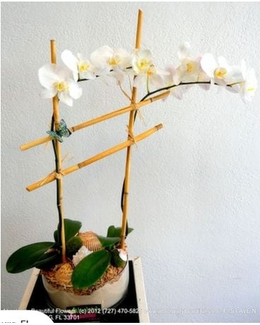 Orchids on the Beach Flower Arrangement