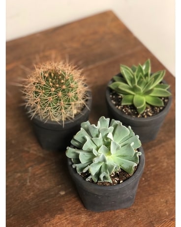 Standard size,  inches height and  inches wide.