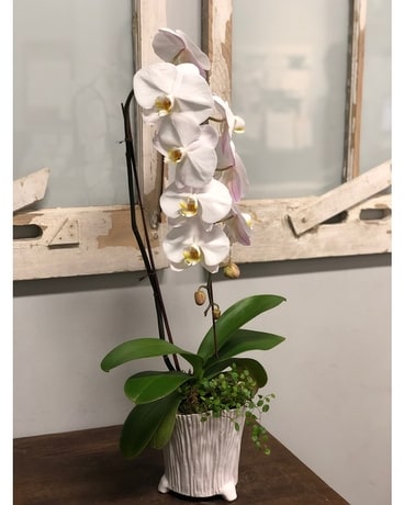 Contemporary Cascading Orchid Plant Plant