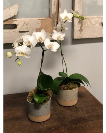 Vintage Tabletop Orchid - Small Plant