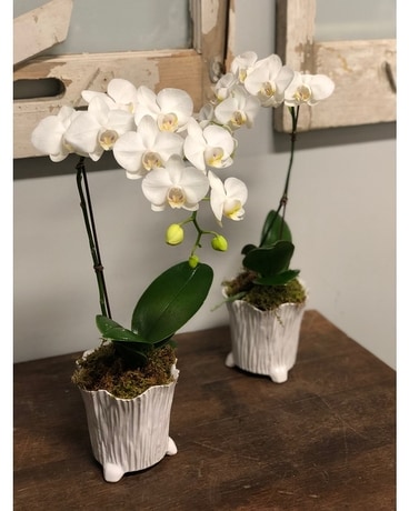 Modern Tabletop Orchid - Small Plant